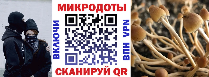 даркнет как зайти  Пошехонье  Псилоцибиновые грибы Magic Shrooms  цена наркотик  mega ссылка 